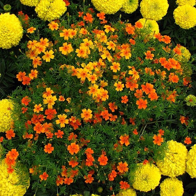 Marigold Seed