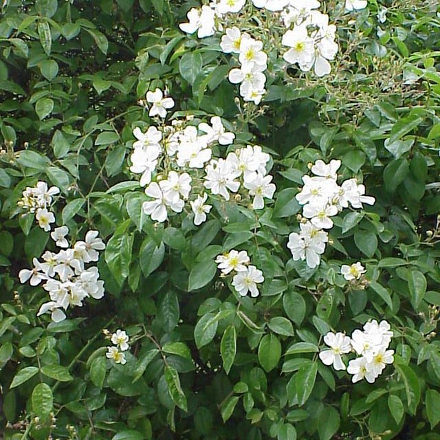 Rose Seed