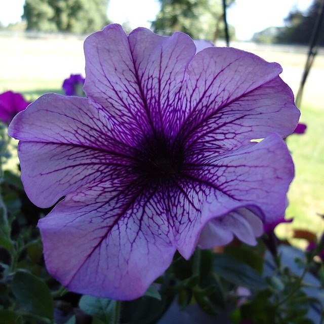 Petunia Seed