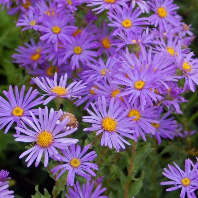 Aster Seed
