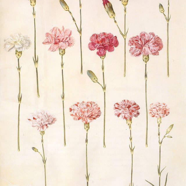 Carnation Seed