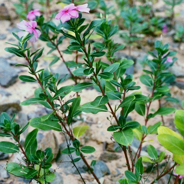 Vinca Seed