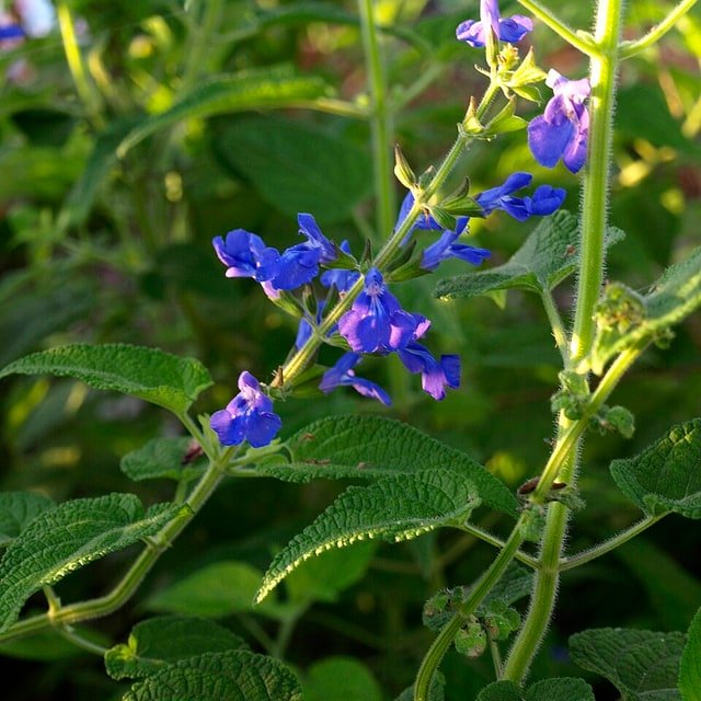Salvia Seed