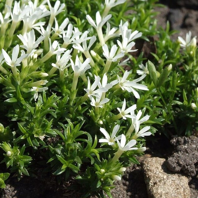 Phlox Seed