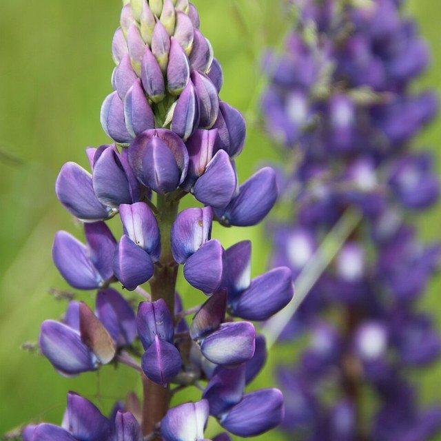 Lupin Flower Seed