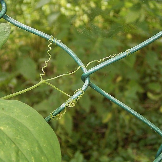 Sweet Pea Seed