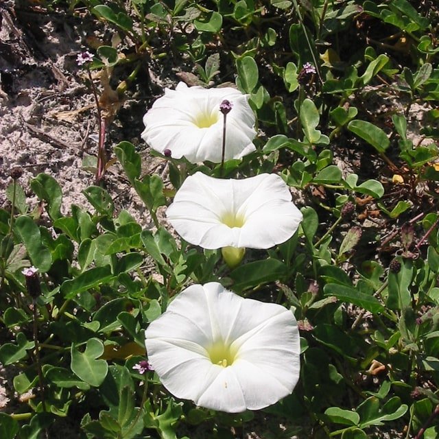 Morning Glory Seed