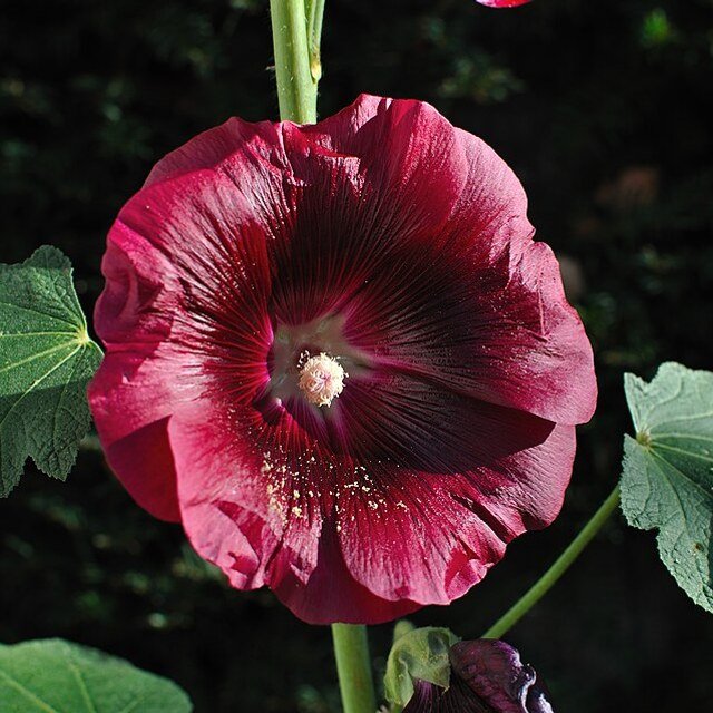 Hollyhock Seed