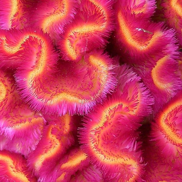 Cockscomb Seed