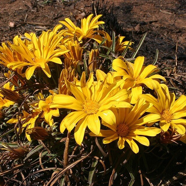 Gazania Seed