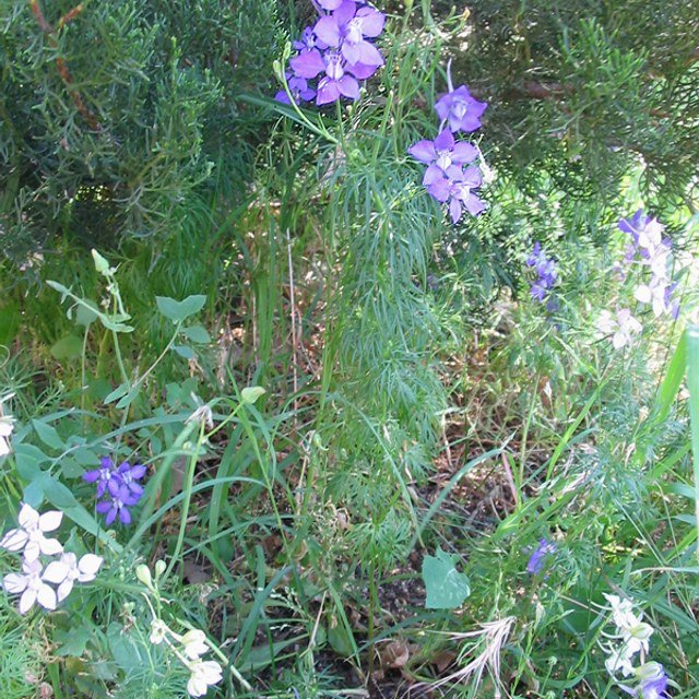 Larkspur Seed