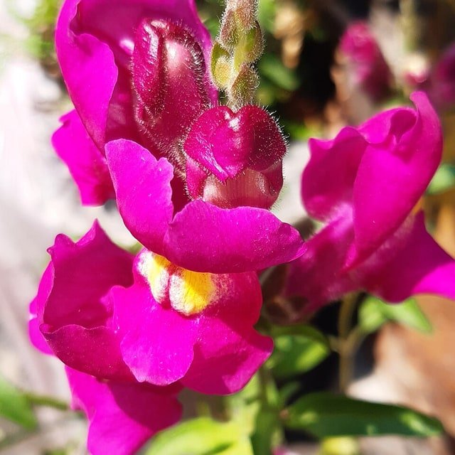 Snapdragon Seed