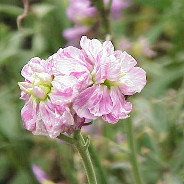 Stock Flower Seed