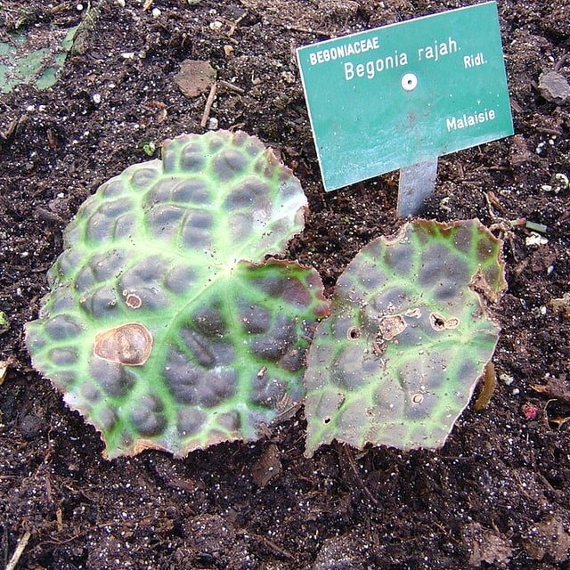 Begonia Seed