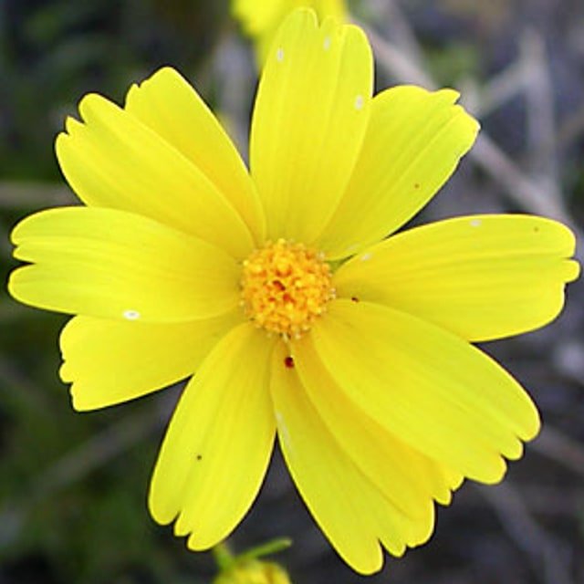 Coreopsis Seed