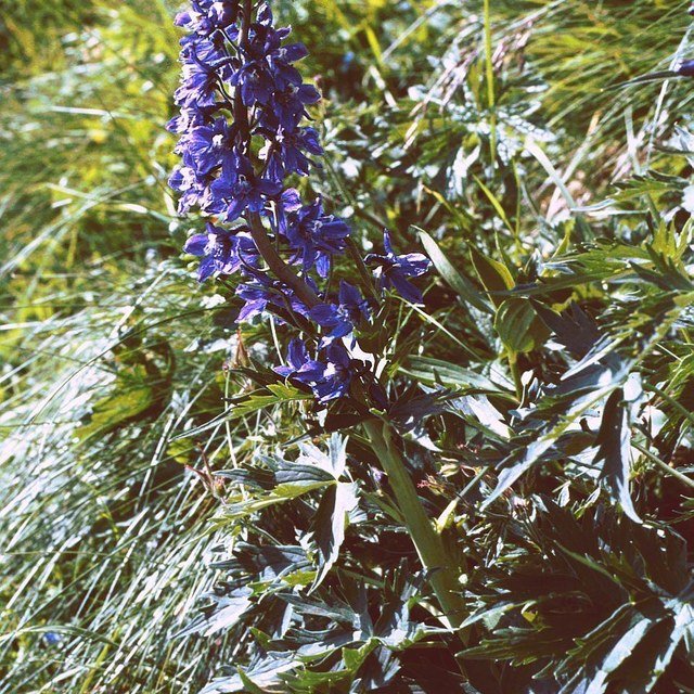 Delphinium Seed