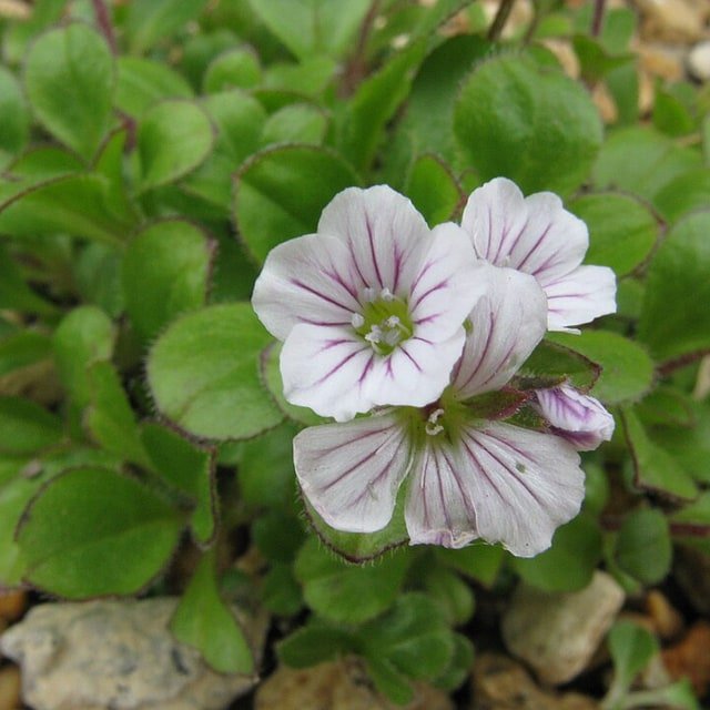 Gypsophila Seed