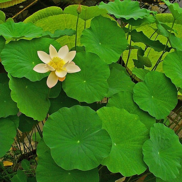 Lotus Seed for planting