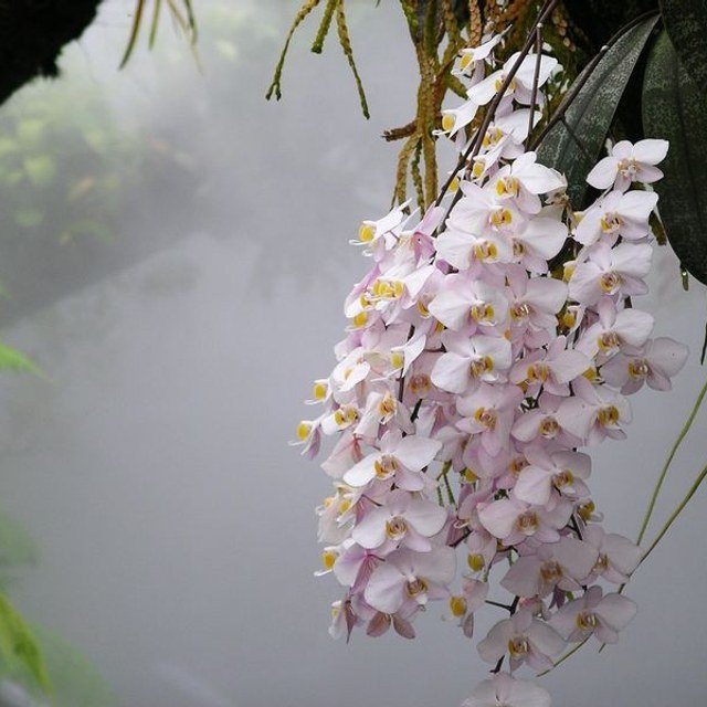 Orchid Seed for propagation