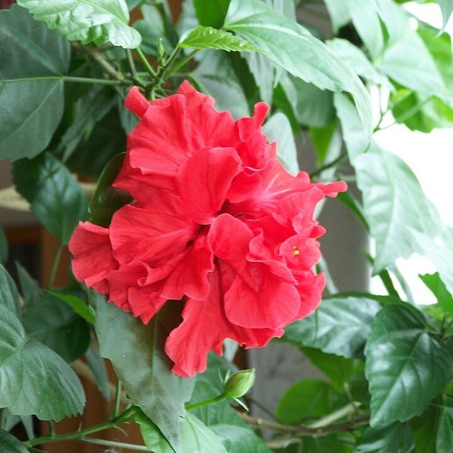 Hibiscus Seed