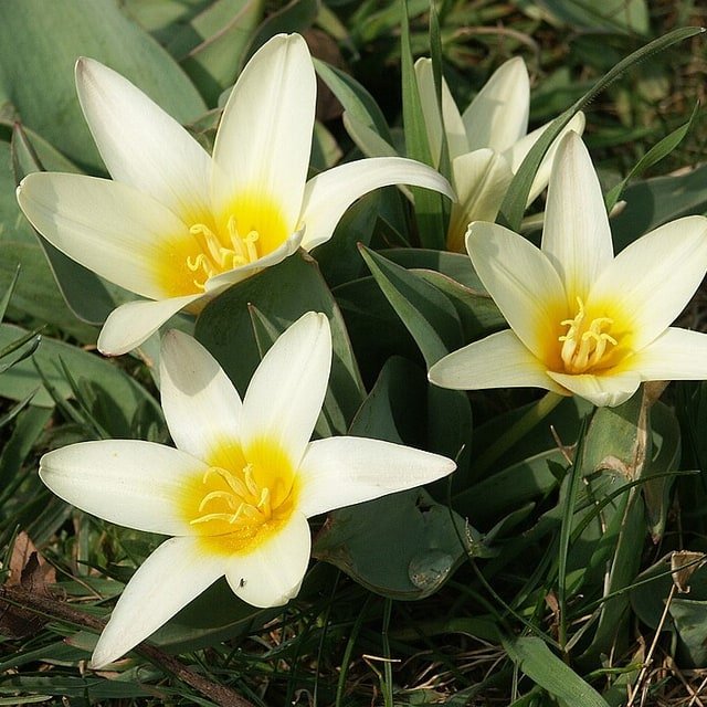 Tulip Seed